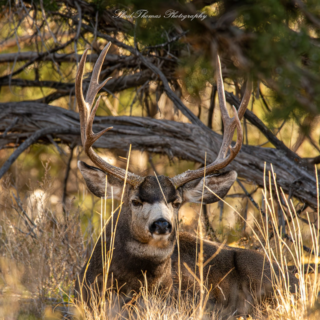 Grumpy Old Buck