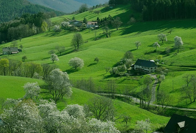 Vallon de Lapoutroie - La perle du printemps. 🌳🌼