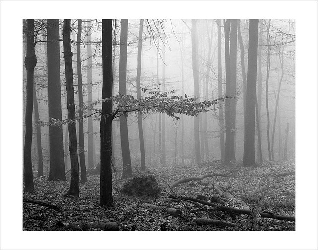 Forest of Odes
