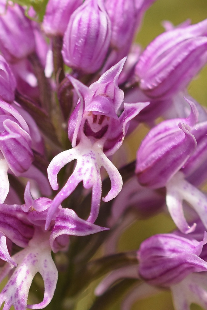Naked Man Orchid (Orchis italica)