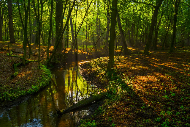 forest morning