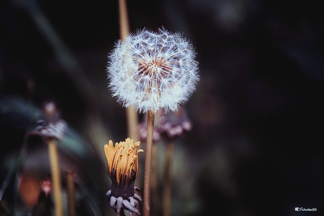 Dandelion seed