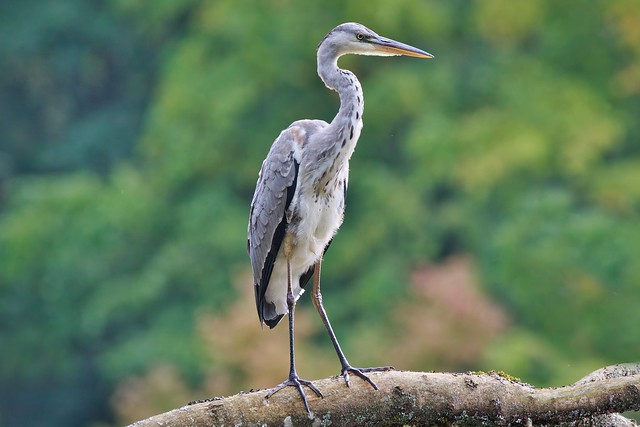 Graureiher / Grey Heron