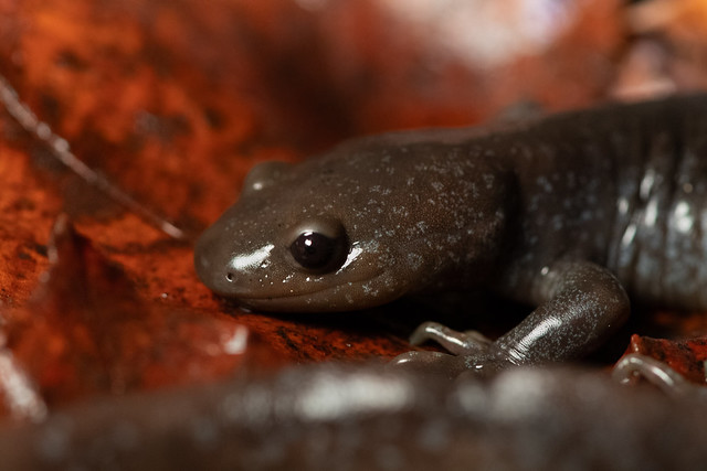Jefferson Salamander (Ambystoma jeffersonianum)