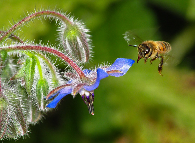 Honey Bee (Apis mellifera) & Borage (Borago officinalis) 2024-08-12. Aberkenfig, South Wales