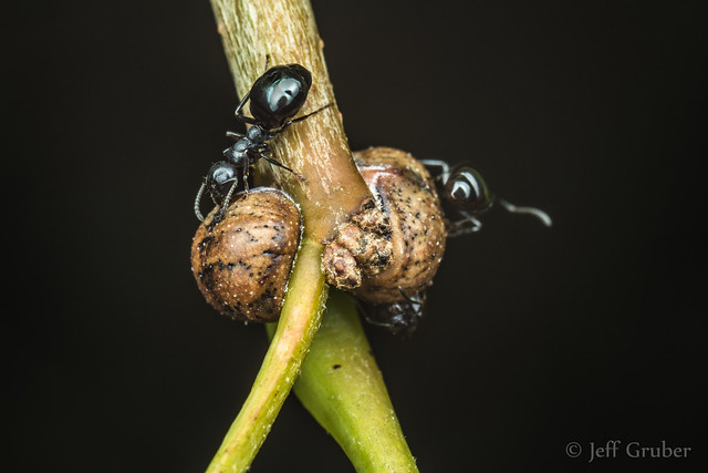Gall-like Scales with ants