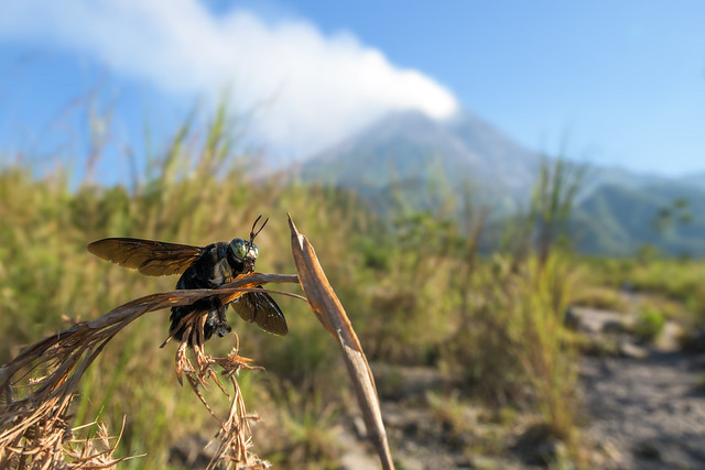 Merapi Bee