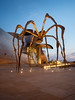 The Spider