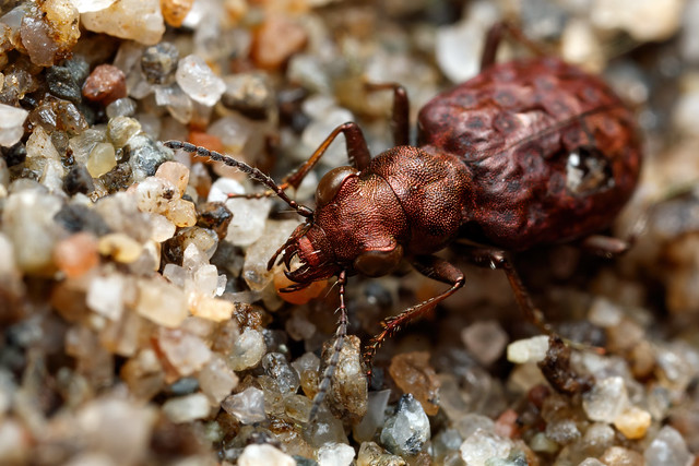 Ruby, Pt. 2 - _TNY_9599