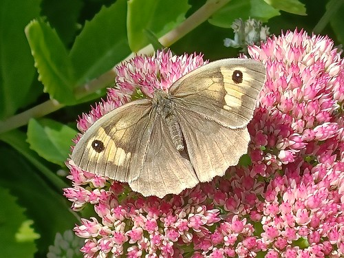 Meadow brown butterfly enjoying the nectar | by DINOSAUR FOSSILS & FLINTS