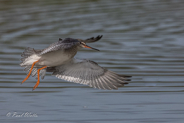 Spotted Redshank (Tringa erythropus)