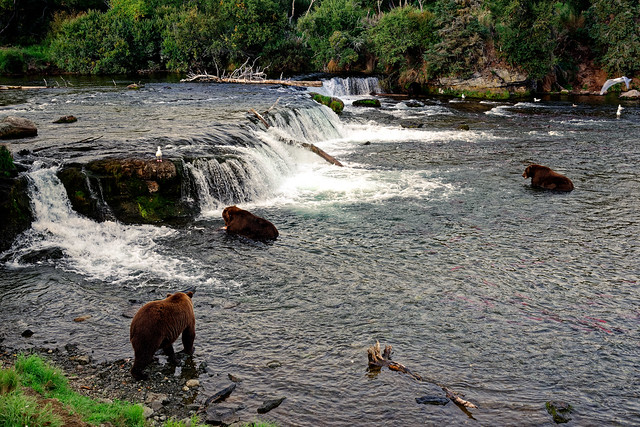 A Daily Dose of Bears at Katmai (Katmai National Park & Preserve)