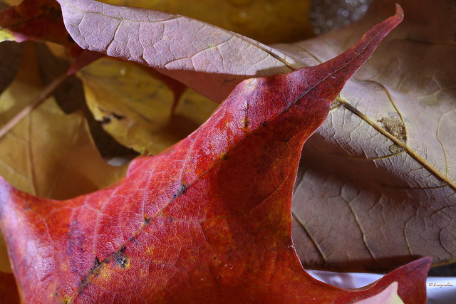 Is not this a true autumn day? Just the still melancholy that I love—that makes life and nature harmonize. (George Eliot)