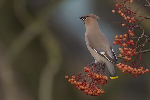 Bohemian Waxwing ( Bombycilla garrulus ) | by sdawesy1