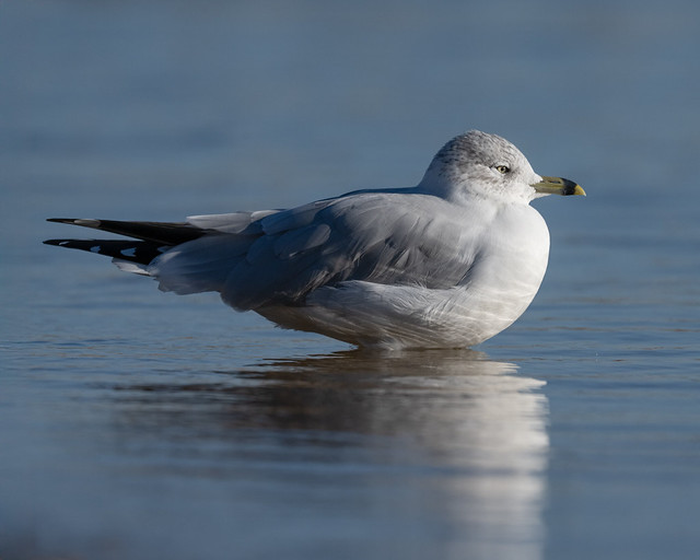Ring Billed Gull