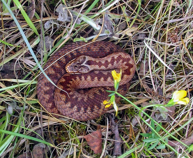 Female Adder (Vipera berus) 2017-07-09. Parc Slip, Aberkenfig, South Wales
