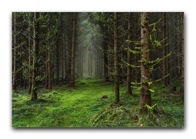 Waldwege