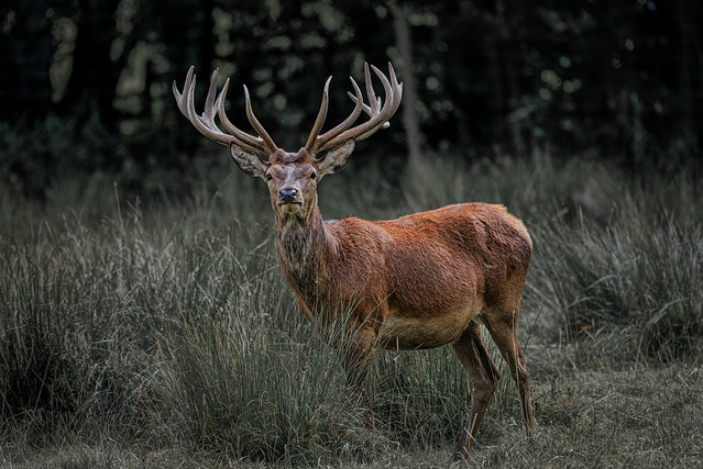 Juvenile Red Deer Stag, Adderbury Lakes, Adderbury, Oxfordshire
