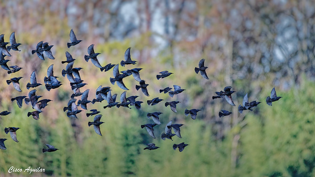 Flock of European Starlings (Sturnus vulgaris)
