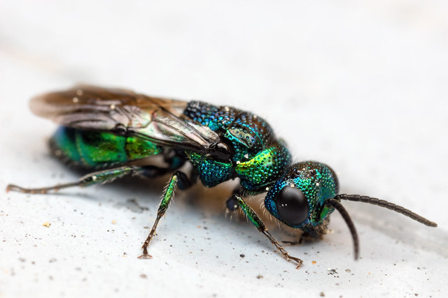 A Beyond Rare Visitor, Pt. 4 - _TNY_8333