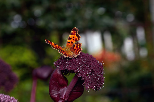 Flame on the Angelica - _TNY_9280 | by Calle Söderberg