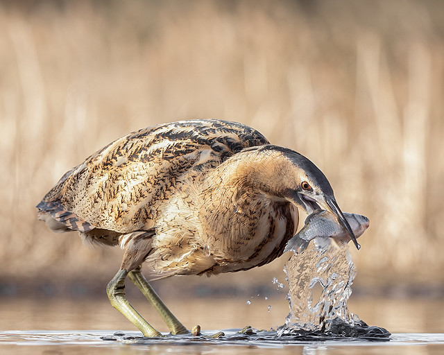 Roerdomp / bittern / butor