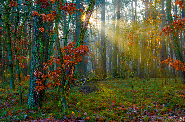 light in the woods (explored)