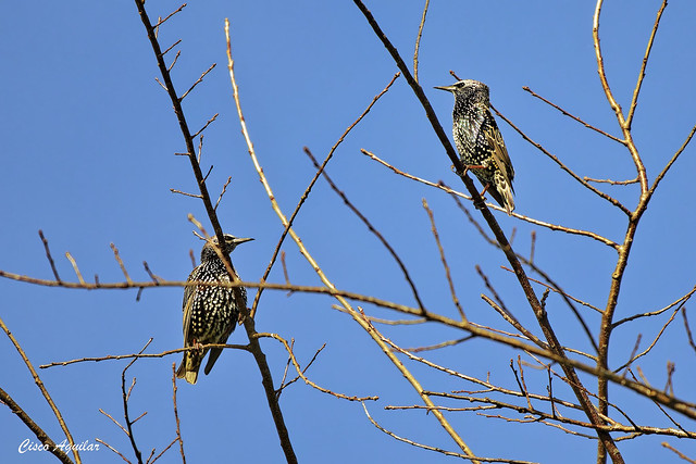 European Starlings (Sturnus vulgaris)