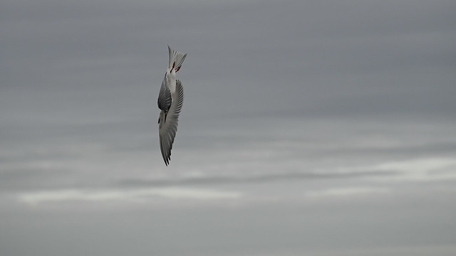 Hunter - Sternula albifrons