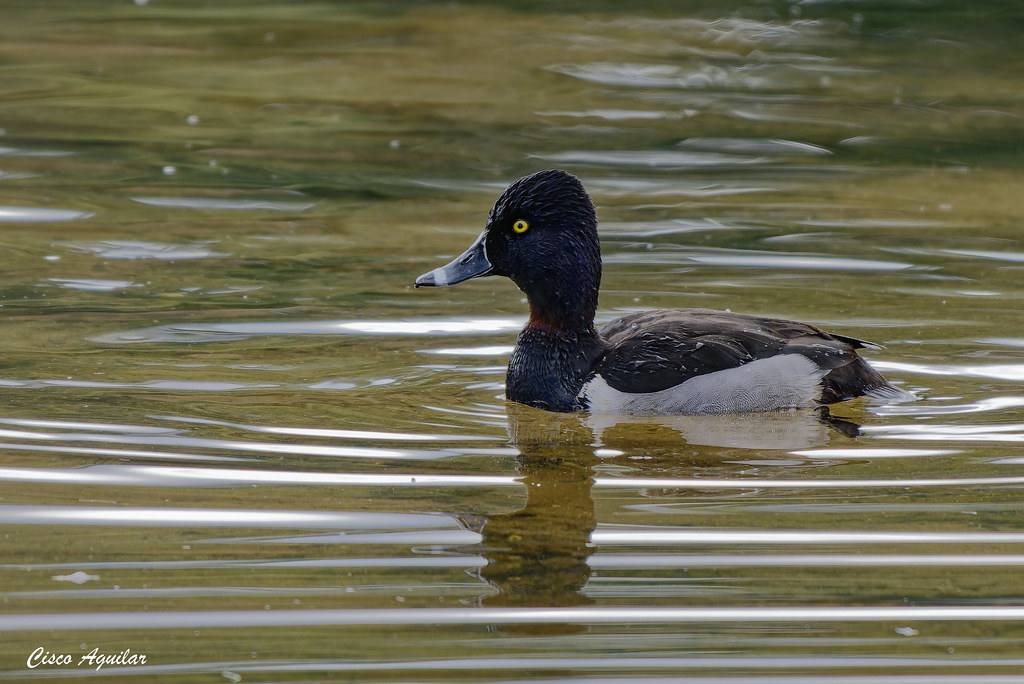 Ring-necked Duck (Aythya collaris) on Spring Hill Lake