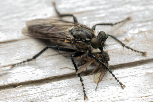 One Less Mosquito - _TNY_8418 | by Calle Söderberg