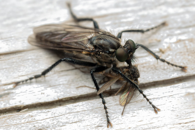 One Less Mosquito - _TNY_8418