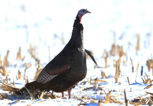 wild turkey tom near Lime Springs IA 116A6837