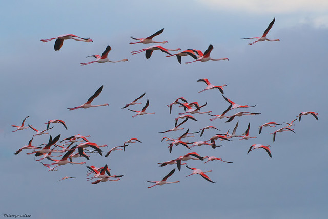 vol Libre  - Flamant Rose.