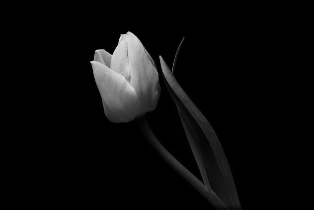 tulip