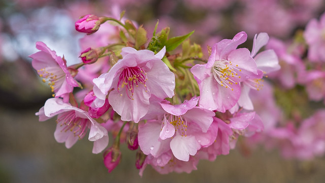 Sakura Closeup