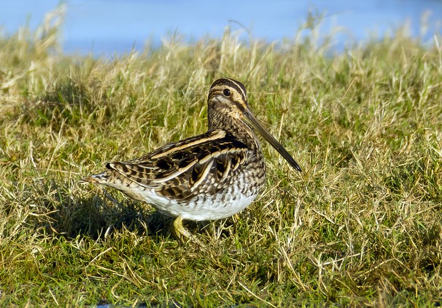 Snipe