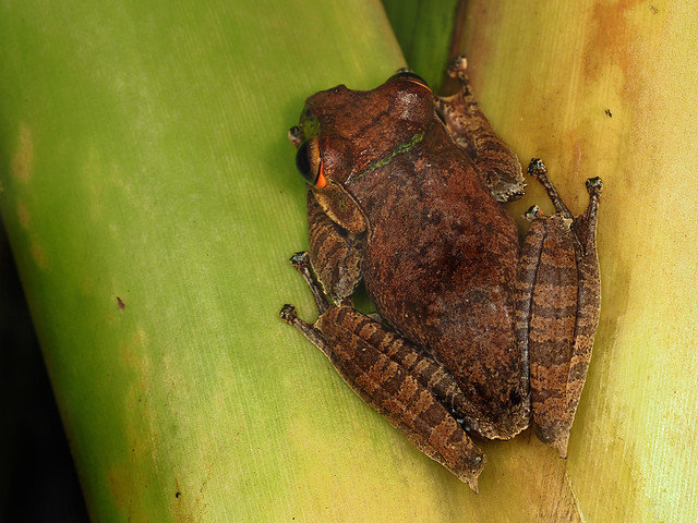 Madagascar bright-eyed frog (Boophis madagascariensis), Mitsinjo reserve, Andasibe, Madagascar