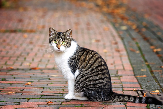 Lingen_Stadtkatze_IMG_3208