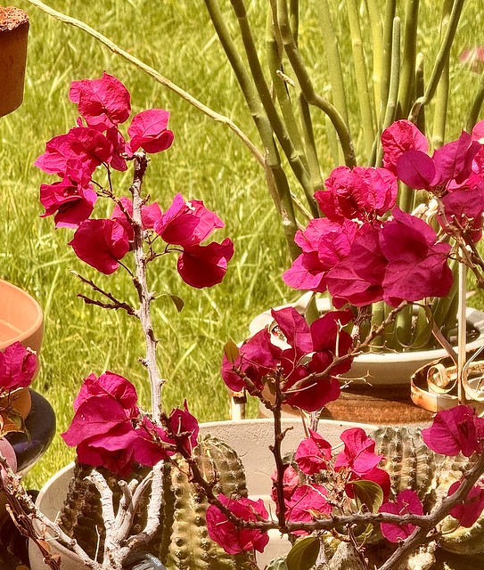 Bougainvillea In Handmaker’s Gardens