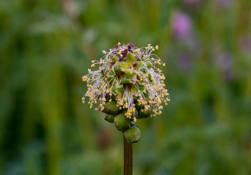 Salad Burnet - Male Flowers (Poterium sanguisorba) 2025-05-10. Aberkenfig, South Wales | by hughaber