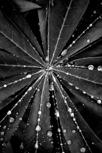 Dazzling! | by ...Patricia G...