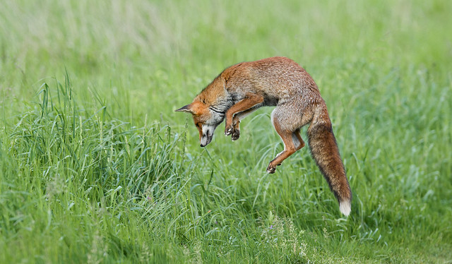 Fox on hunt  -  Renard en chasse. ( Explored 22/05/2025 )