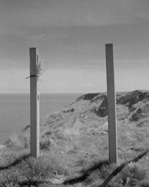 FileyPointFlowerTribute8x10