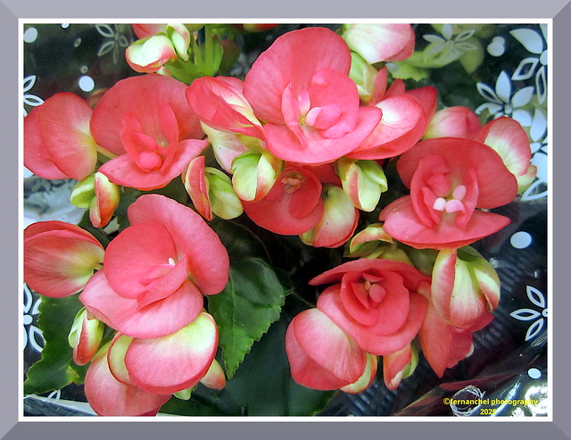 Begonia eliator (1925)