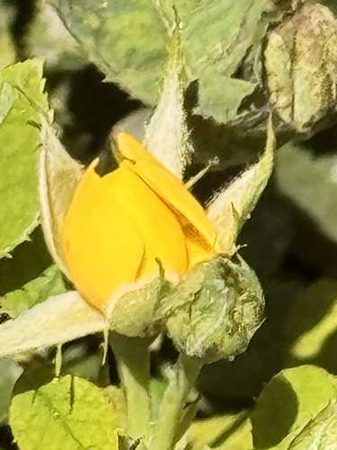 Yellow Rosebud | by Chic Bee