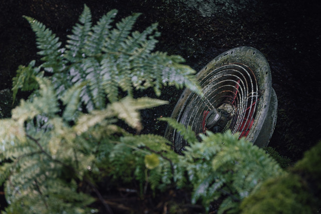 Nature comes back