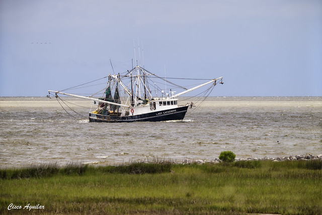 The shrimp skimmer trawler 'Lady Catherine' returning to port
