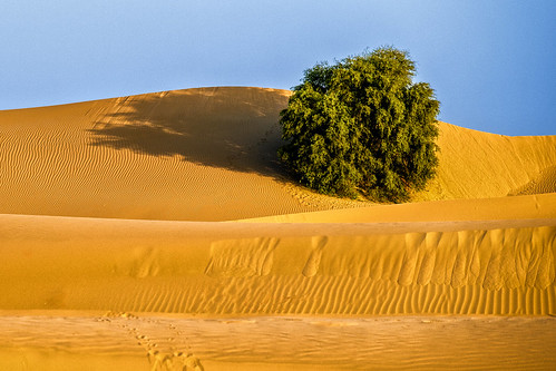 Tree in the dessert | by |-maren-|