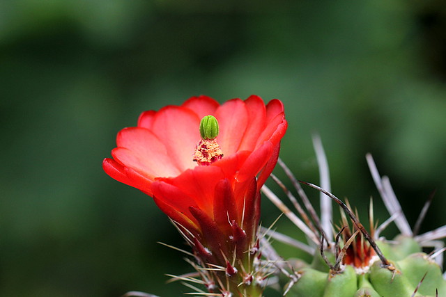 Echinocereus triglochidiatus